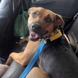 Enlarge Stormy, a Adoptable Mixed Breed in Galveston, TX image 3/6