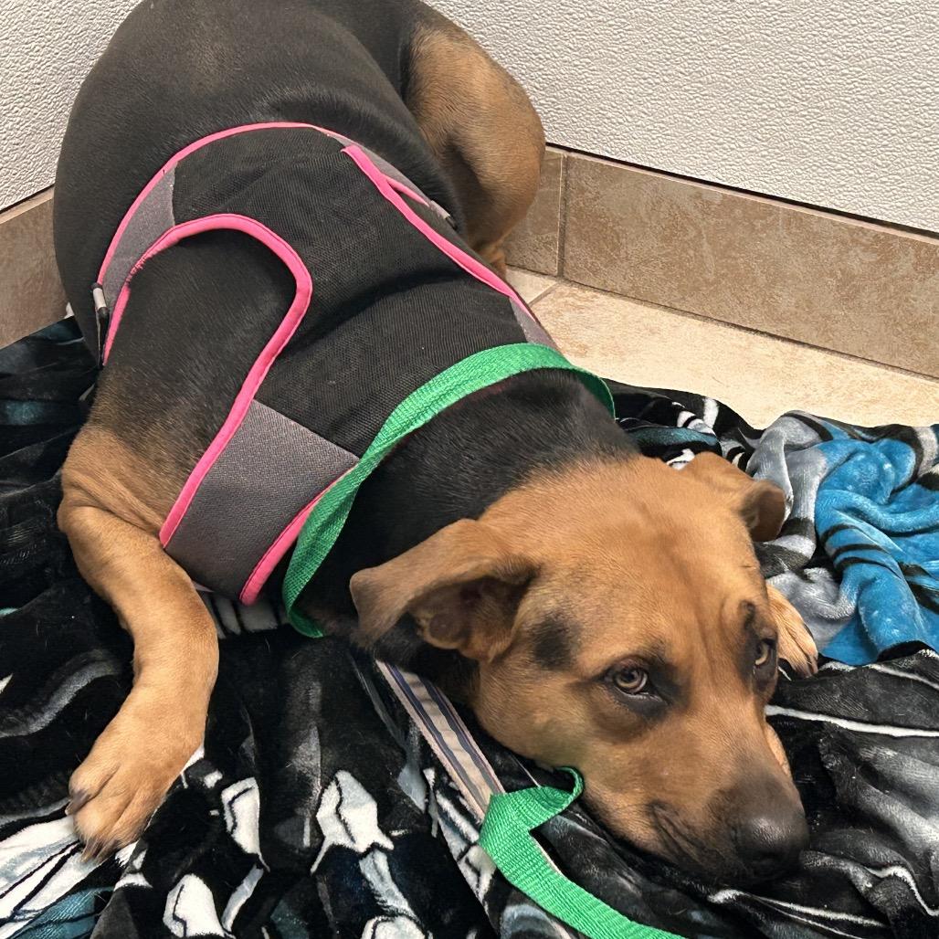 Enlarge Stormy, a Adoptable Mixed Breed in Galveston, TX image 4/6