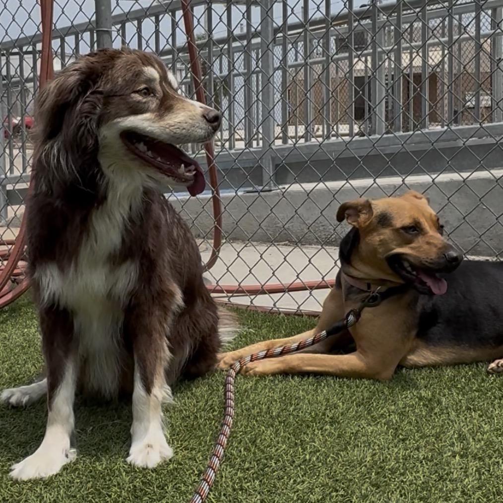 Enlarge Stormy, a Adoptable Mixed Breed in Galveston, TX image 3/6