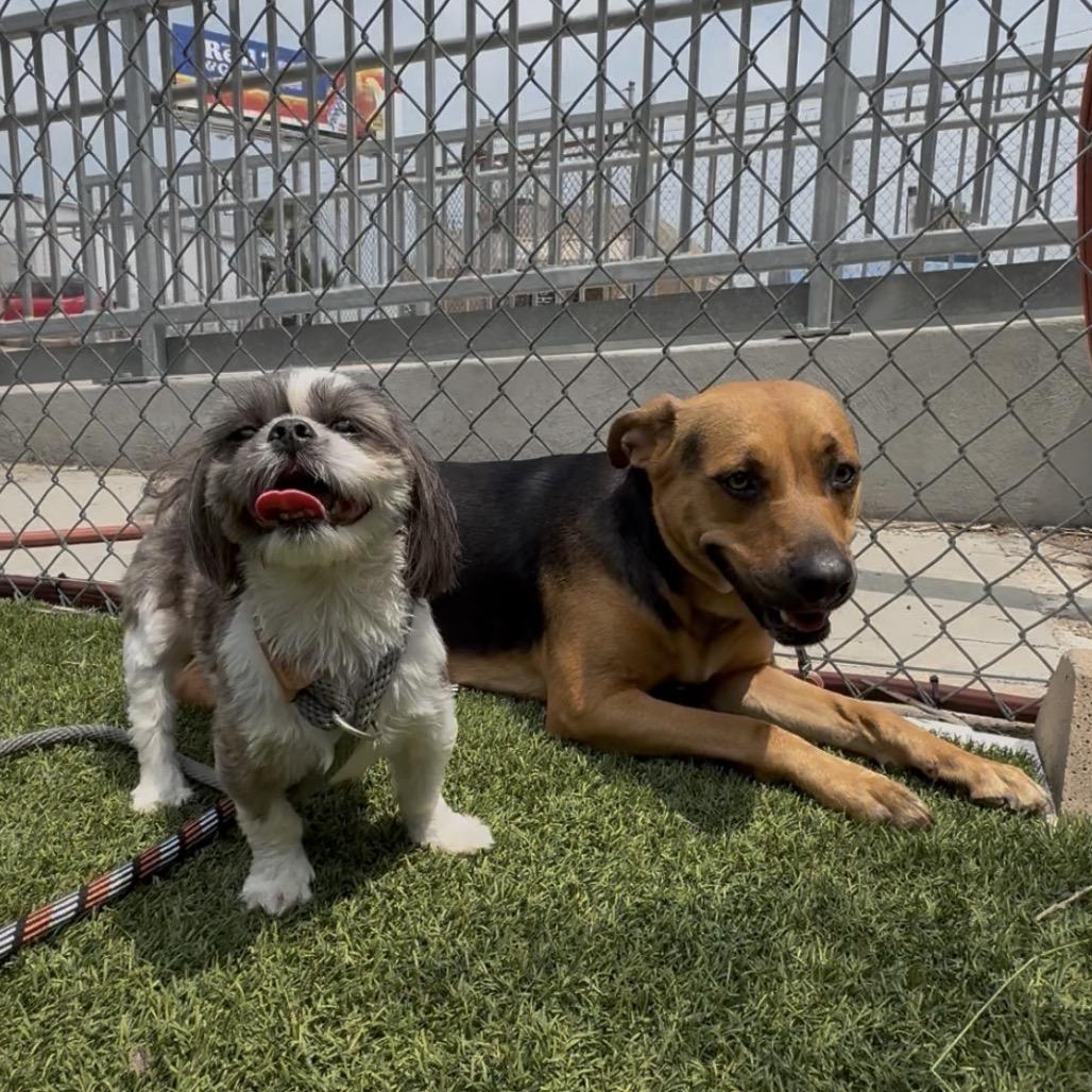 Enlarge Stormy, a Adoptable Mixed Breed in Galveston, TX image 4/6