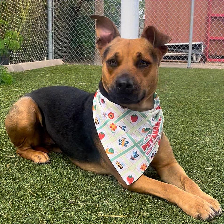 Enlarge Stormy, a Adoptable Mixed Breed in Galveston, TX image 5/6