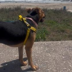 Enlarge Stormy, a Adoptable Mixed Breed in Galveston, TX image 6/6