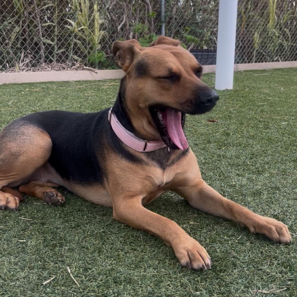 Enlarge Stormy, a Adoptable Mixed Breed in Galveston, TX image 6/6