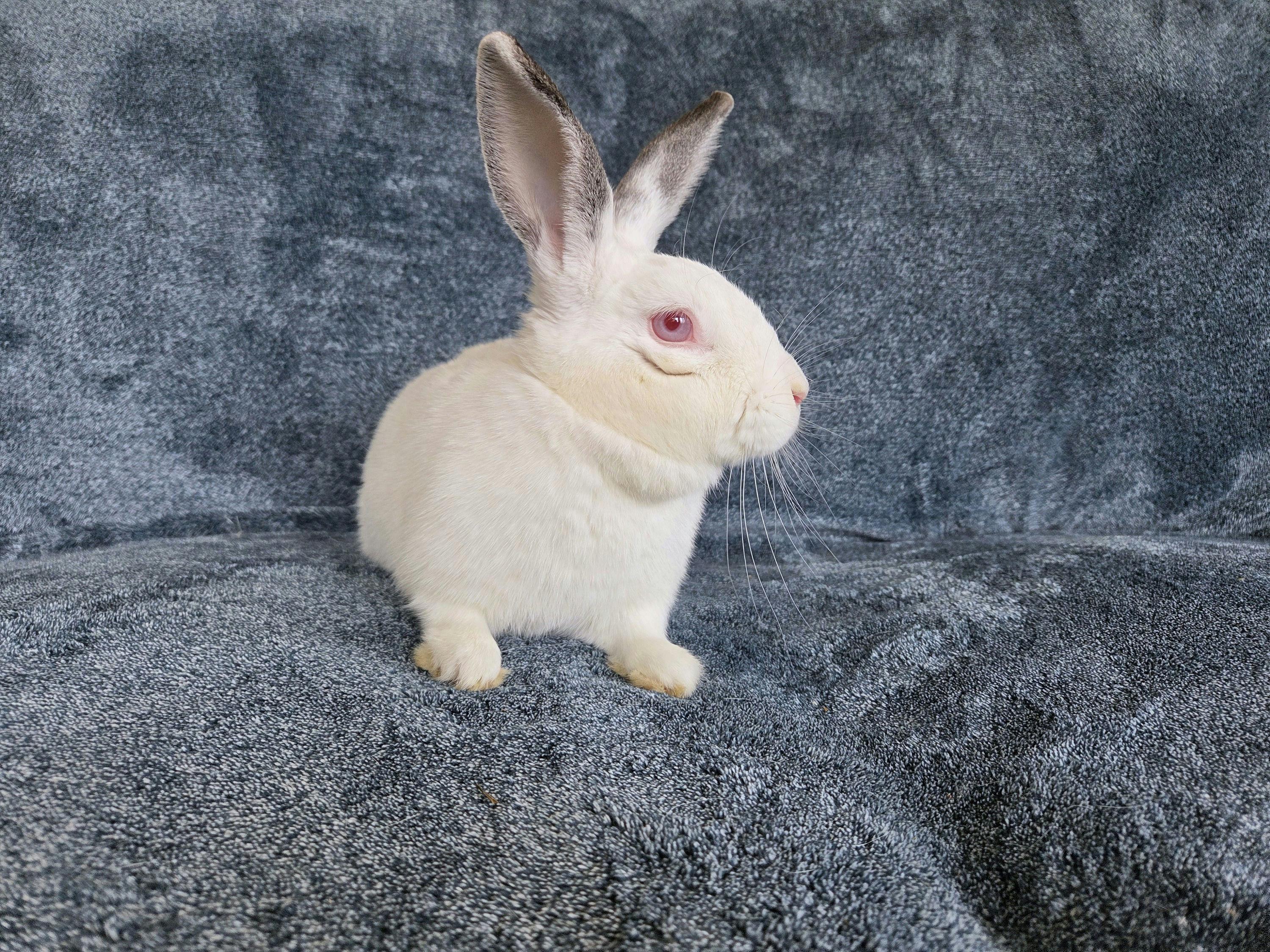 Pebbles, Adoptable, Adult Female Bunny Rabbit.