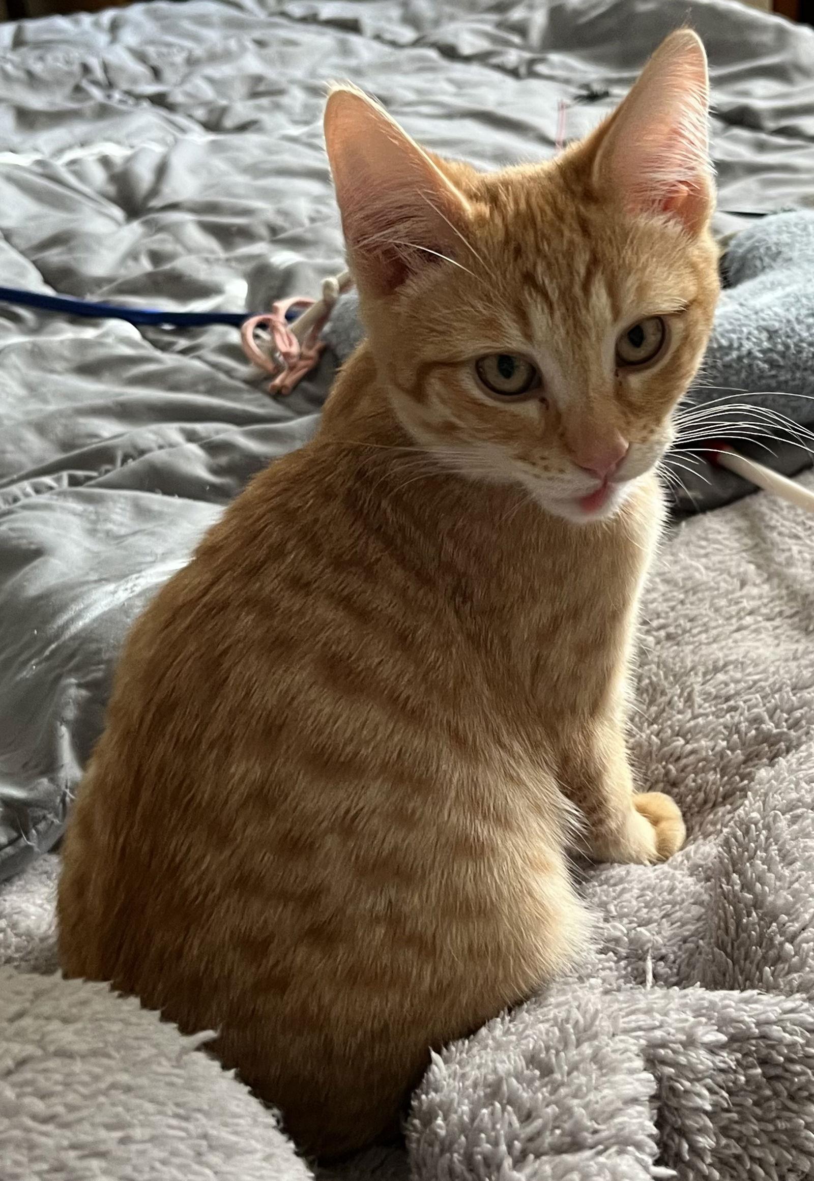 Rusty, Adoptable, Kitten Male Tabby & Domestic Short Hair.