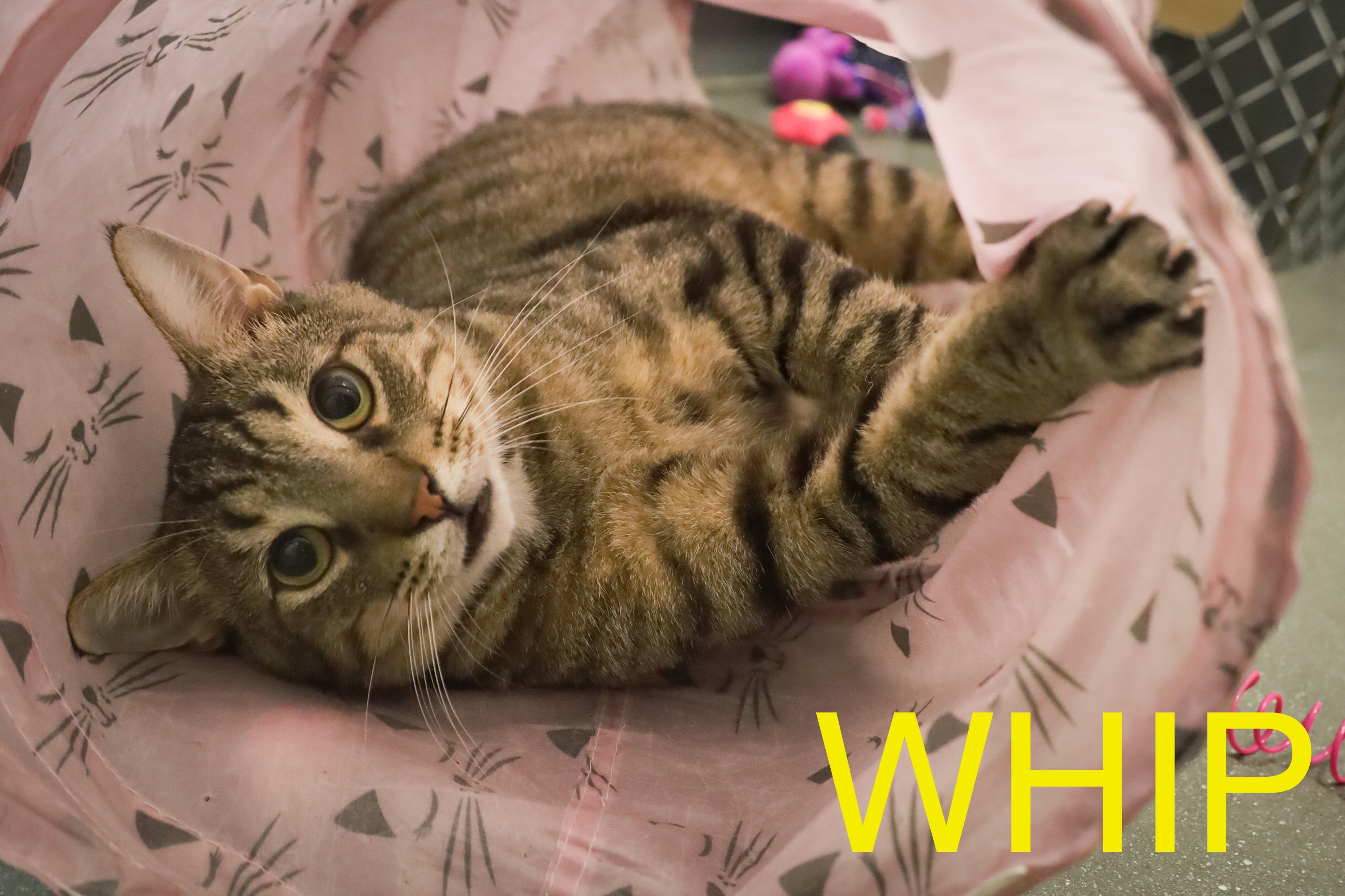 Whip (FCID# 01/09/2025 - 49 Trainer) C, Adult Male Tabby