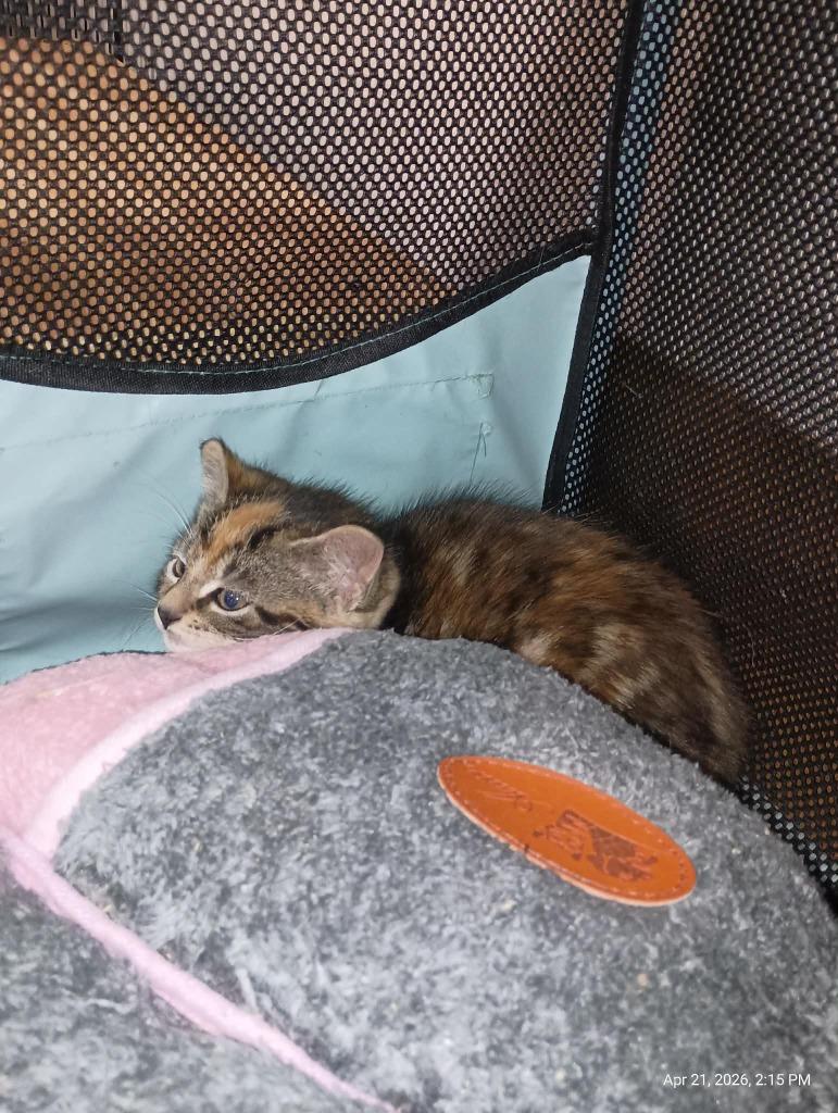 Enlarge Karat (B), a Adopted Calico in LIberty, NY image 1/1