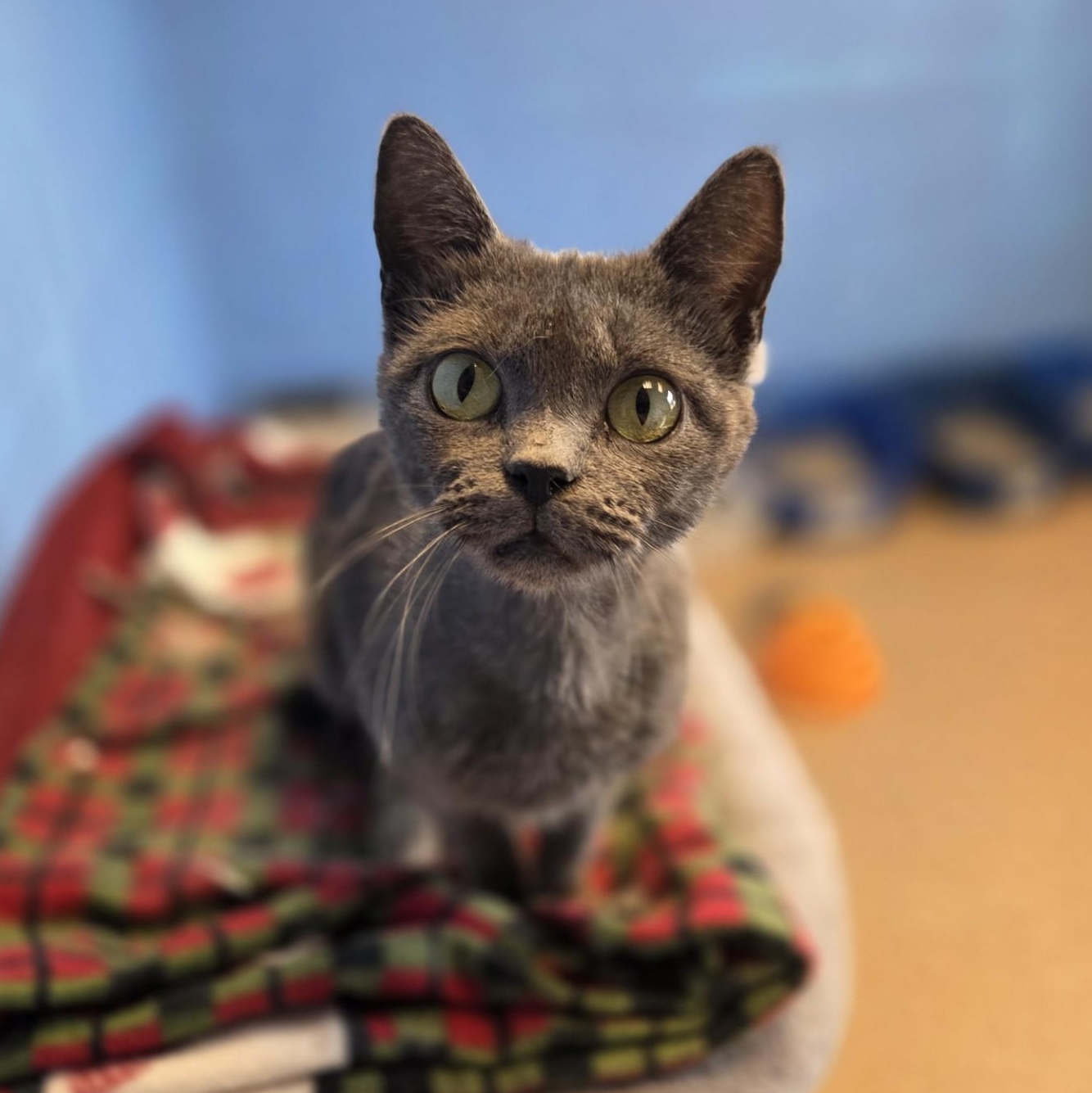 Wisp, Adoptable, Adult Female Domestic Short Hair.