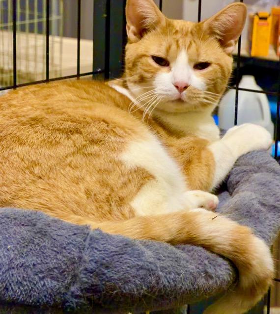 Enlarge SQUASH, a ADOPTABLE Domestic Short Hair in Lake Ozark, MO image 1/4
