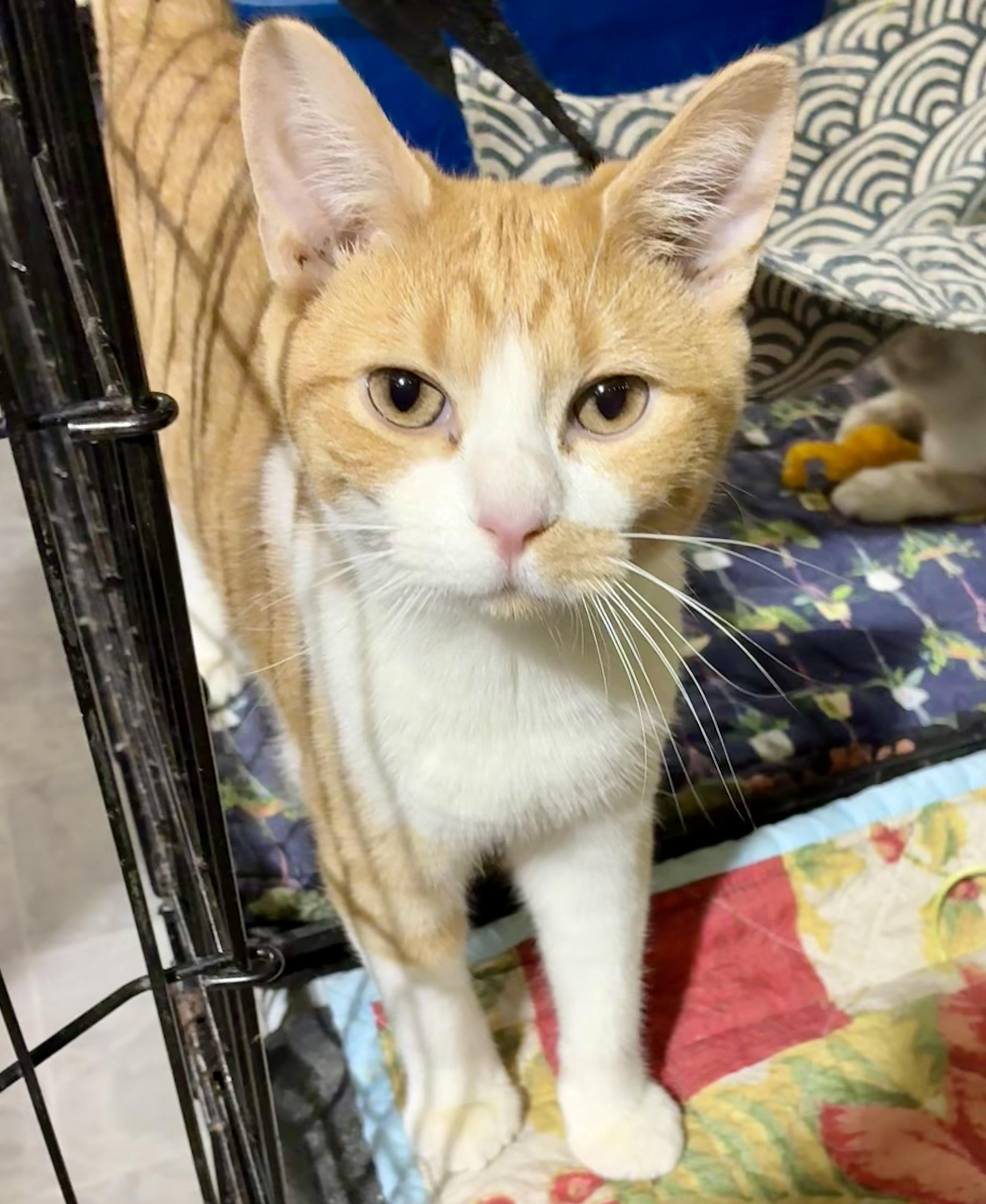 Enlarge SQUASH, a ADOPTABLE Domestic Short Hair in Lake Ozark, MO image 1/3