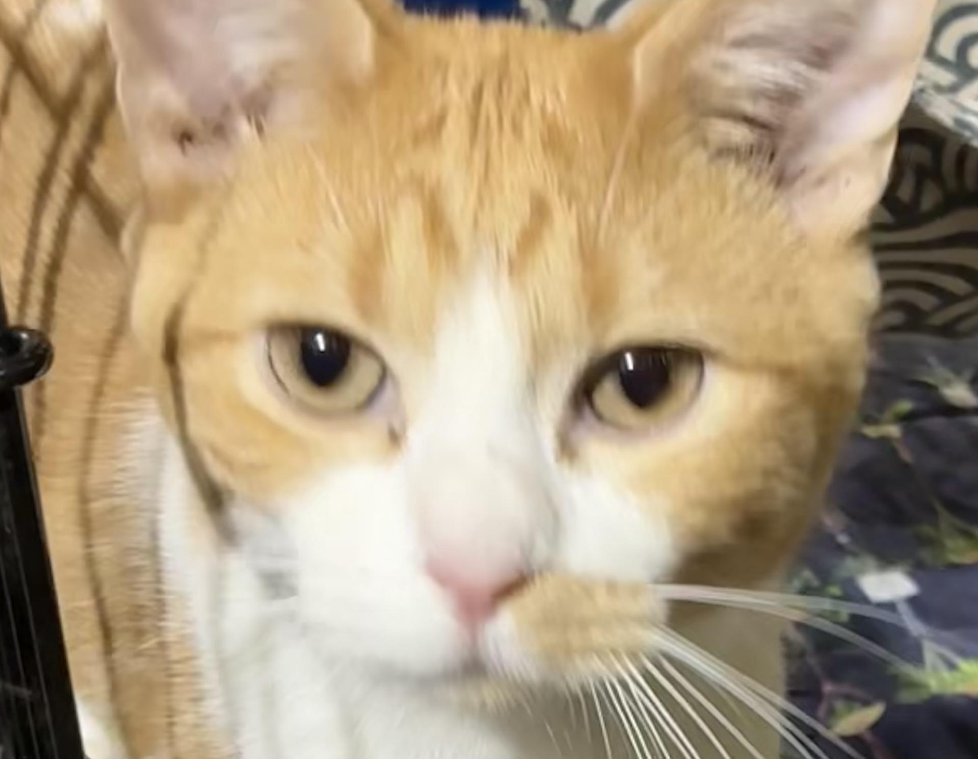 Enlarge SQUASH, a ADOPTABLE Domestic Short Hair in Lake Ozark, MO image 3/3