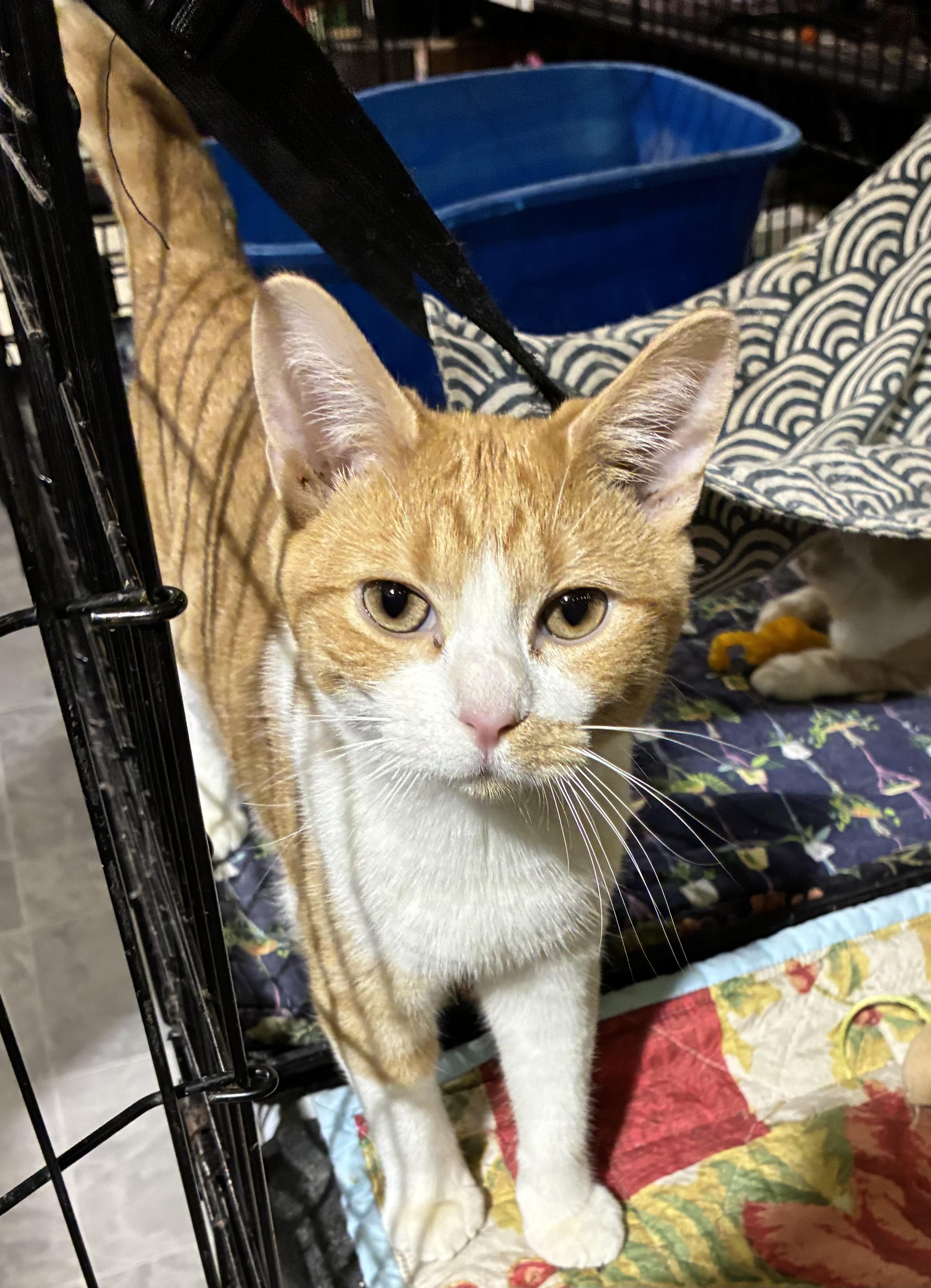 Enlarge SQUASH, a ADOPTABLE Domestic Short Hair in Lake Ozark, MO image 2/3