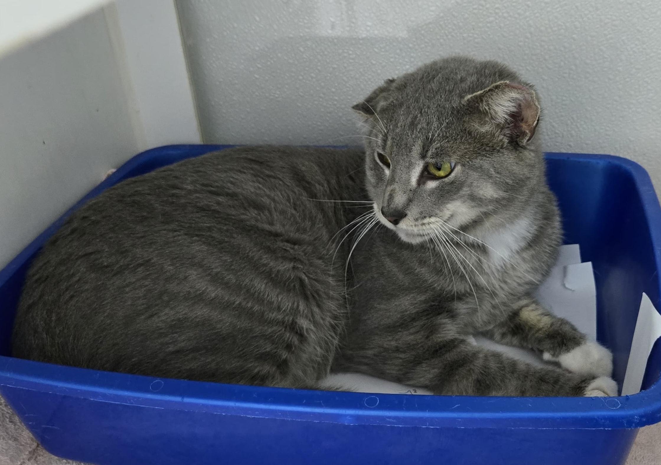 Enlarge Cano, an adopted Domestic Short Hair in Hopkinton, MA image 3/6