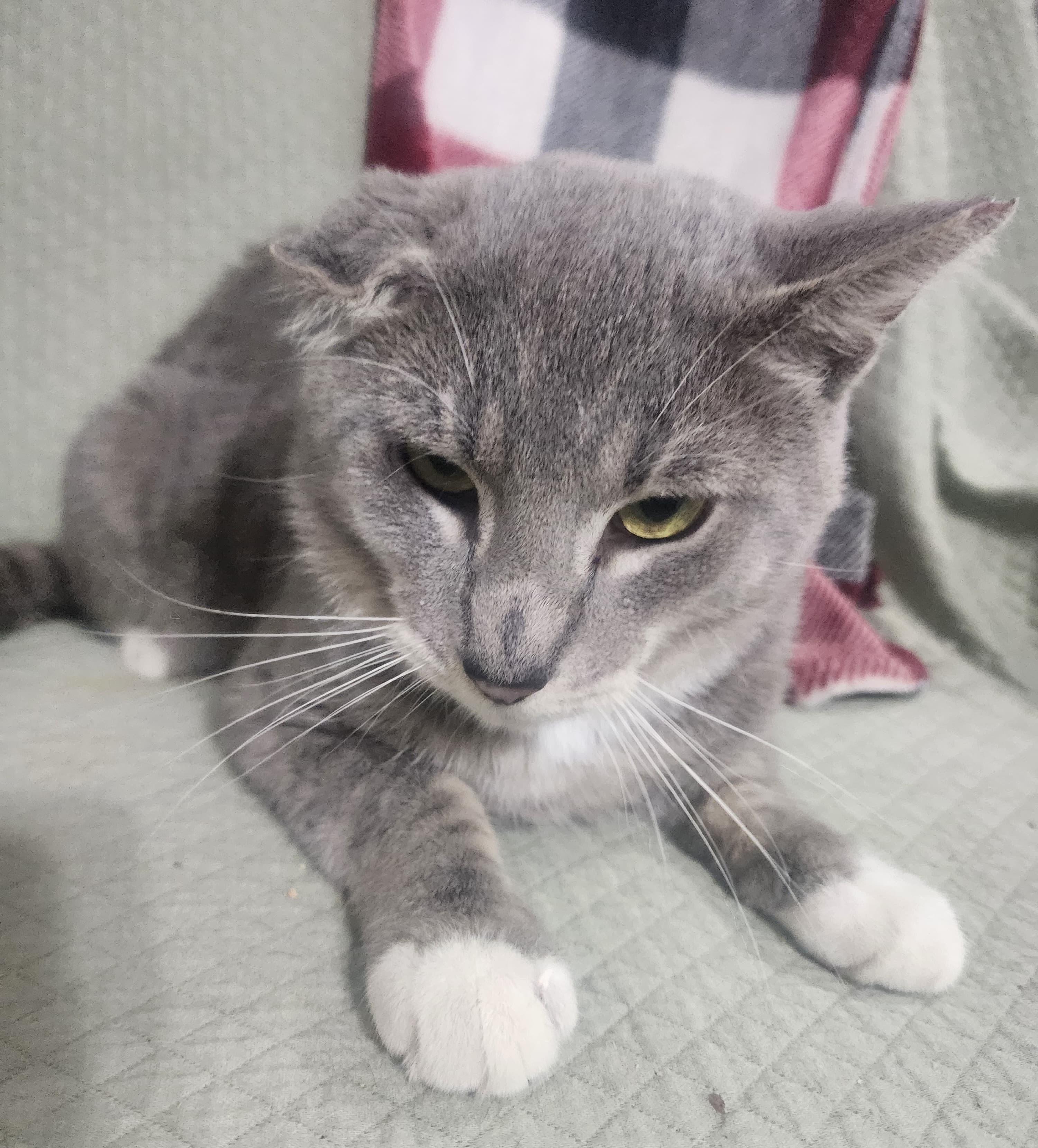 Enlarge Cano, an adopted Domestic Short Hair in Hopkinton, MA image 2/6