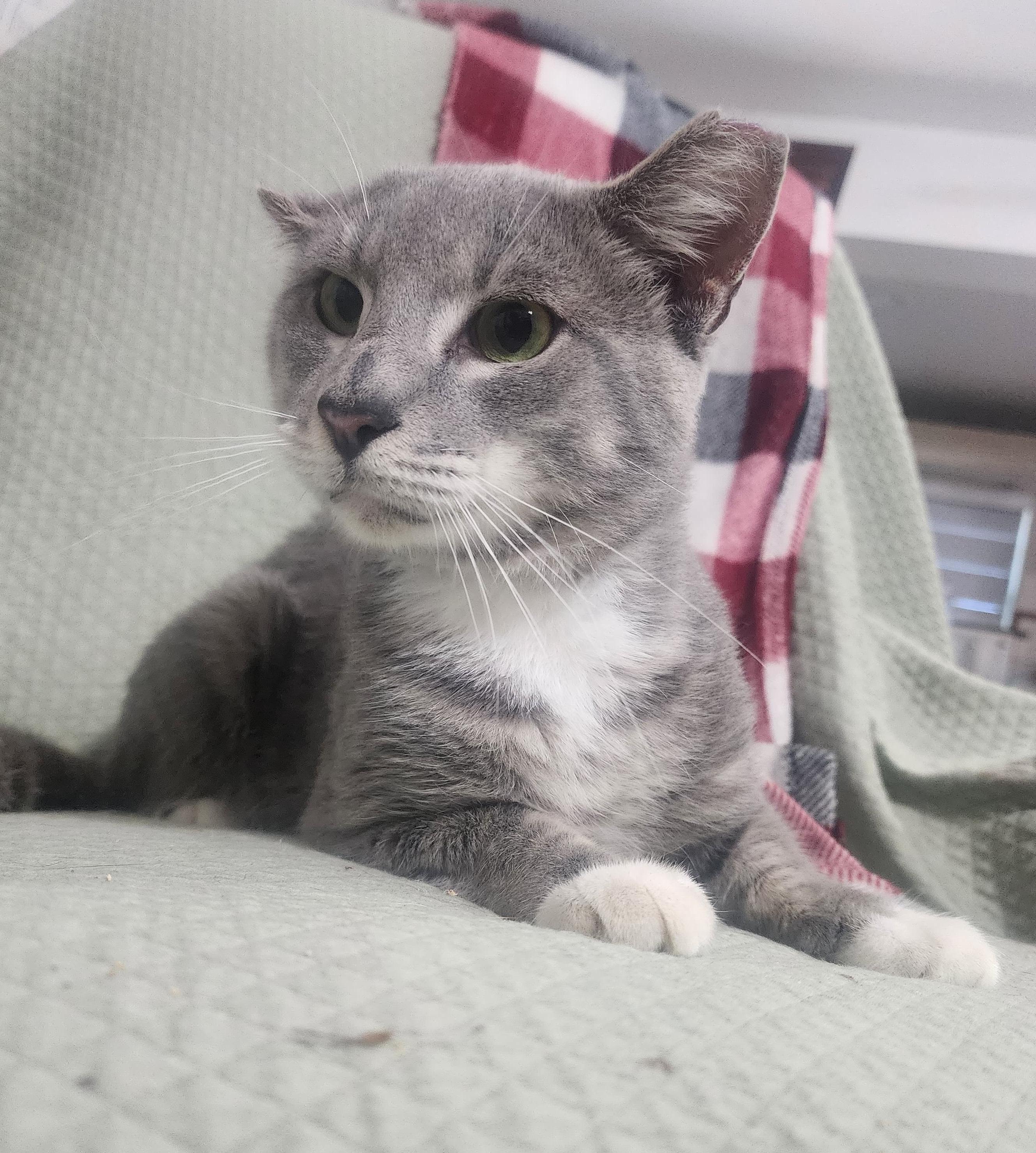 Enlarge Cano, an adopted Domestic Short Hair in Hopkinton, MA image 4/6