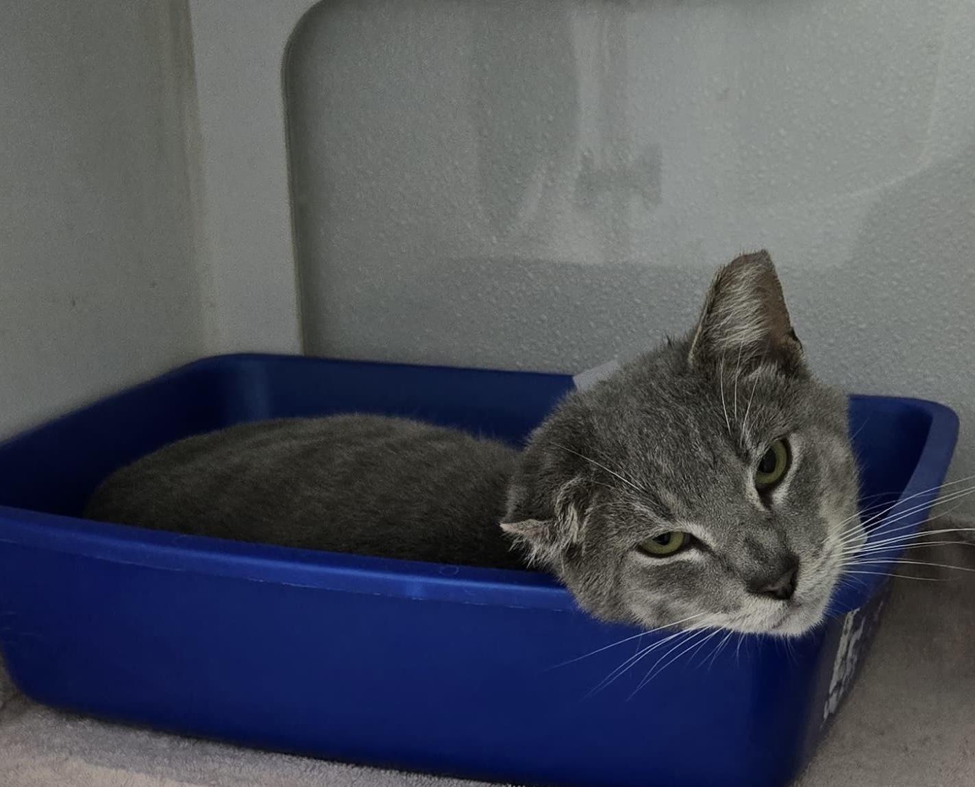 Enlarge Cano, an adopted Domestic Short Hair in Hopkinton, MA image 5/6