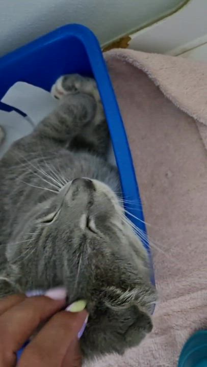 Enlarge Cano, an adopted Domestic Short Hair in Hopkinton, MA video 6/6