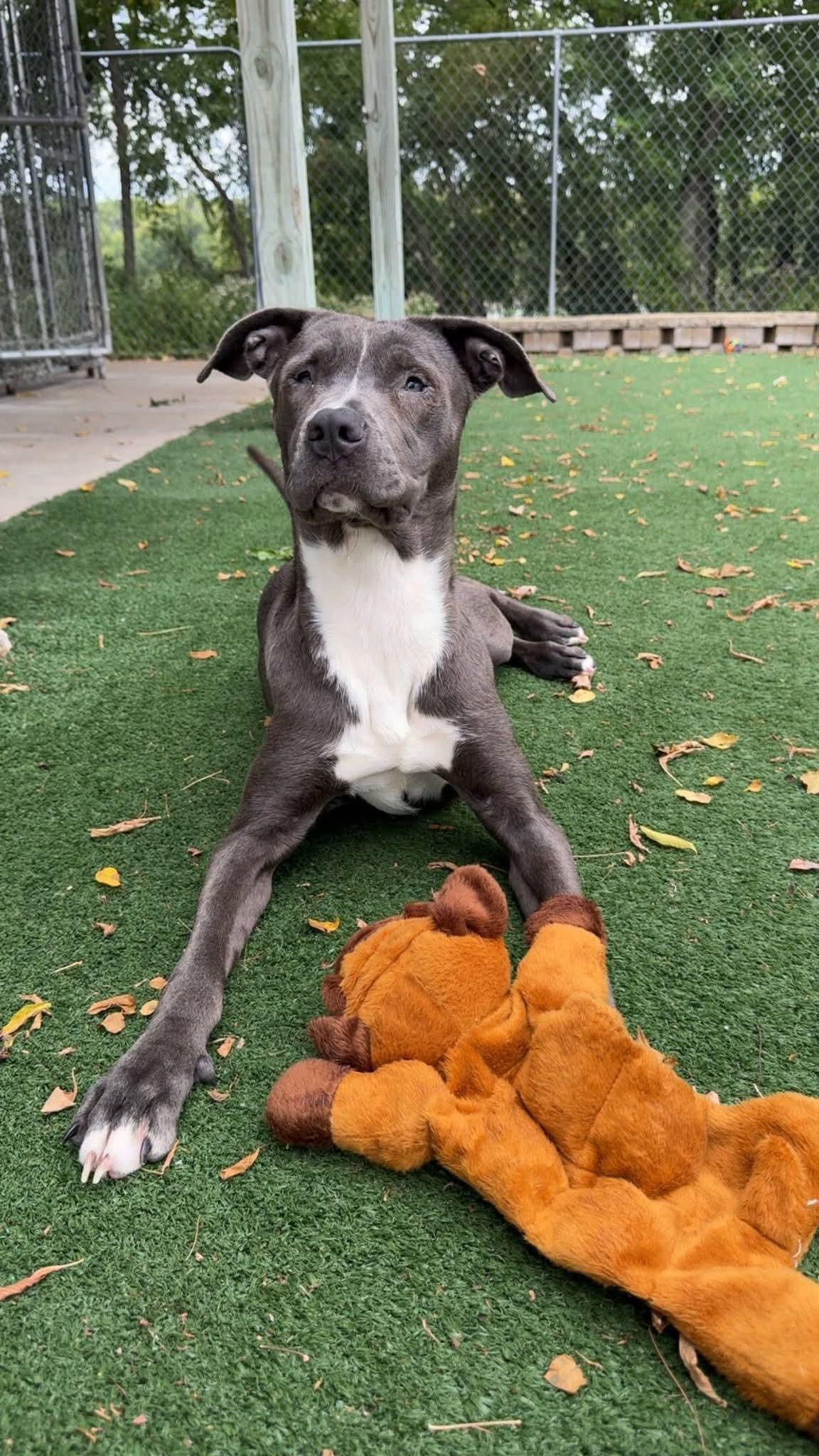 Daisy, a ADOPTABLE American Staffordshire Terrier in Durand, WI image 3/3