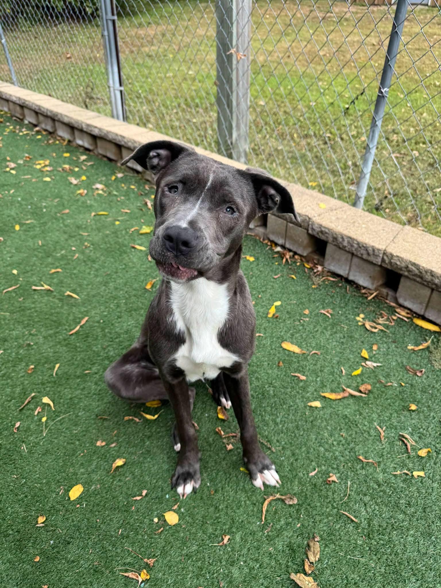 Daisy, a ADOPTABLE American Staffordshire Terrier in Durand, WI image 2/3
