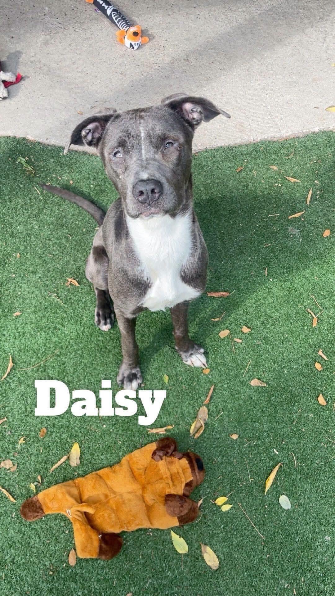Daisy, ADOPTABLE, Young Female American Staffordshire Terrier.