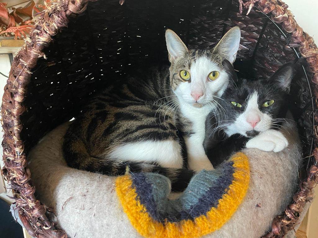 Enlarge Roo & Guin, a Adoptable mixed breed in Woodside, NY image 1/5