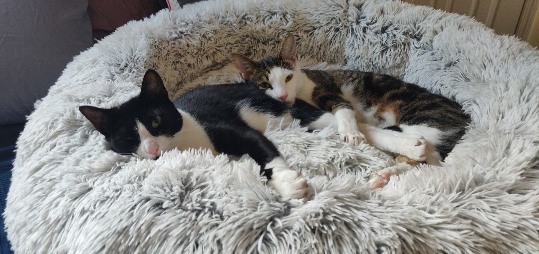 Enlarge Roo & Guin, a Adoptable mixed breed in Woodside, NY image 2/5