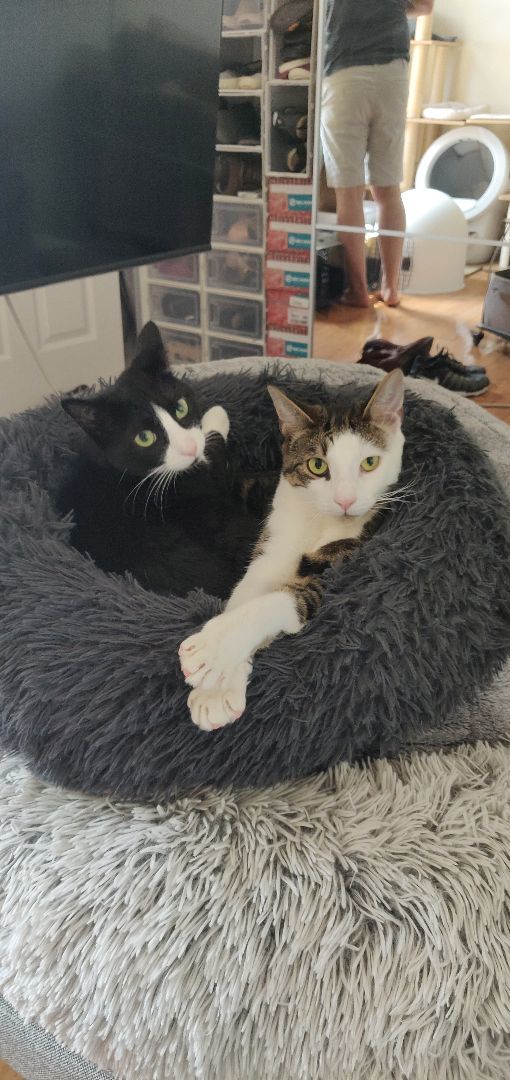 Enlarge Roo & Guin, a Adoptable mixed breed in Woodside, NY image 3/5