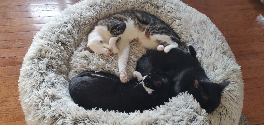 Roo & Guin, Adoptable, Young Female American Shorthair & Cornish Rex.