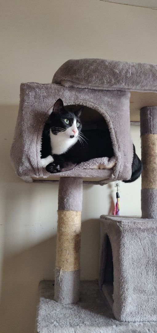 Enlarge Roo & Guin, a Adoptable mixed breed in Woodside, NY image 5/5