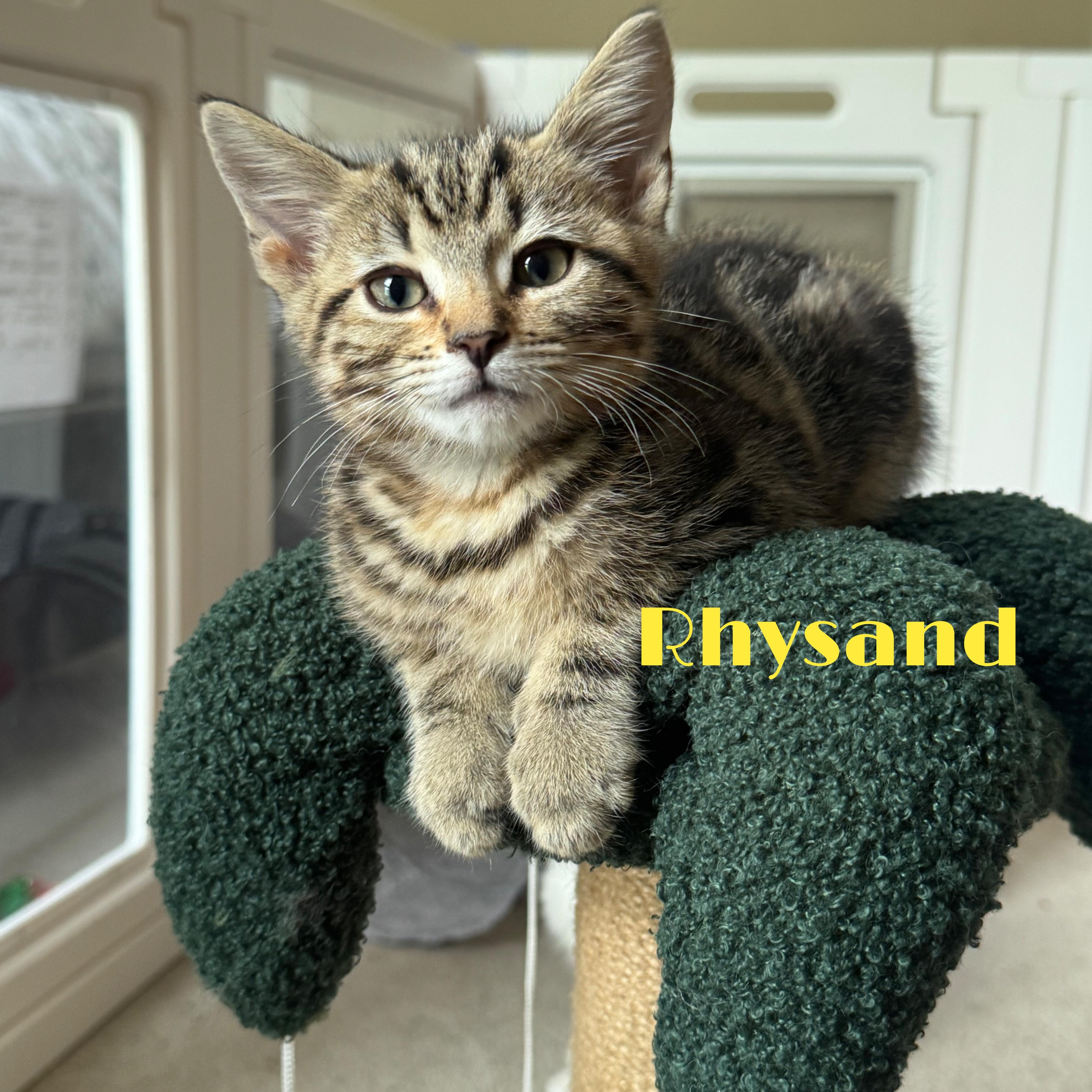 Enlarge Rhysand...visit me at the Catfeine Cat Cafe, a Adopted Domestic Short Hair in Murfreesboro, TN image 4/5