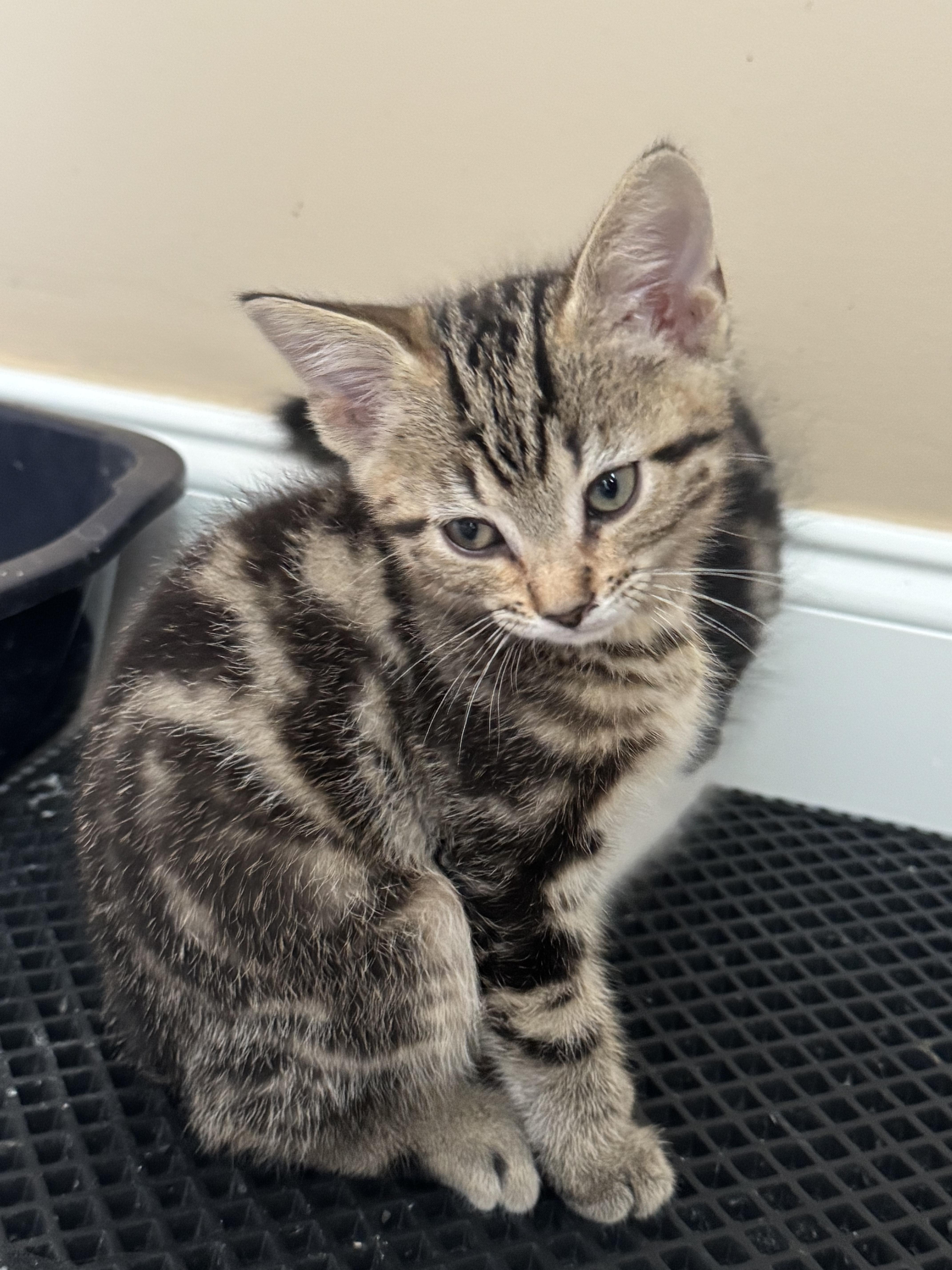 Enlarge Rhysand...visit me at the Catfeine Cat Cafe, a Adopted Domestic Short Hair in Murfreesboro, TN image 5/5