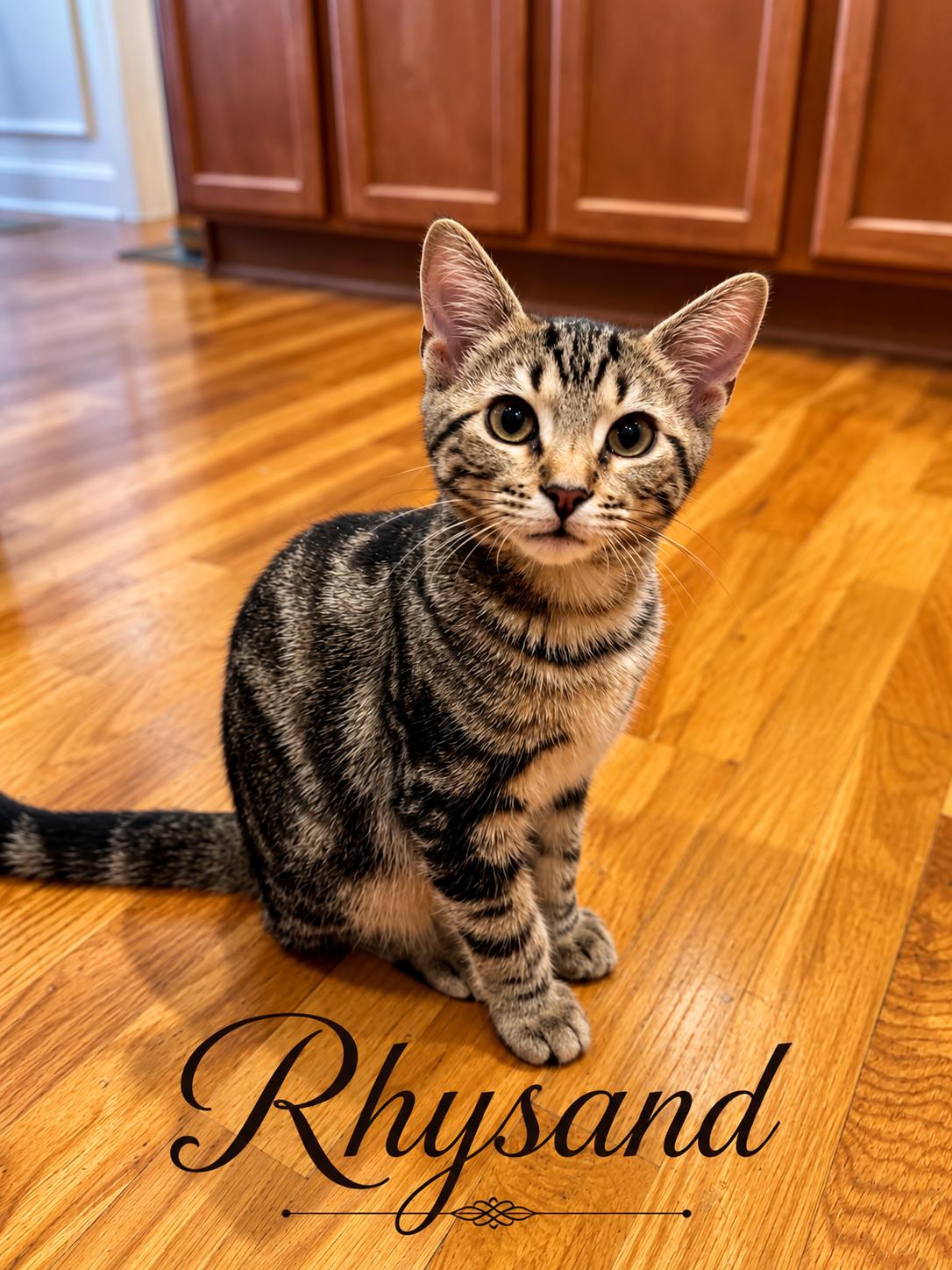 Rhysand...visit me at the Catfeine Cat Cafe, Adopted, Kitten Male Domestic Short Hair.