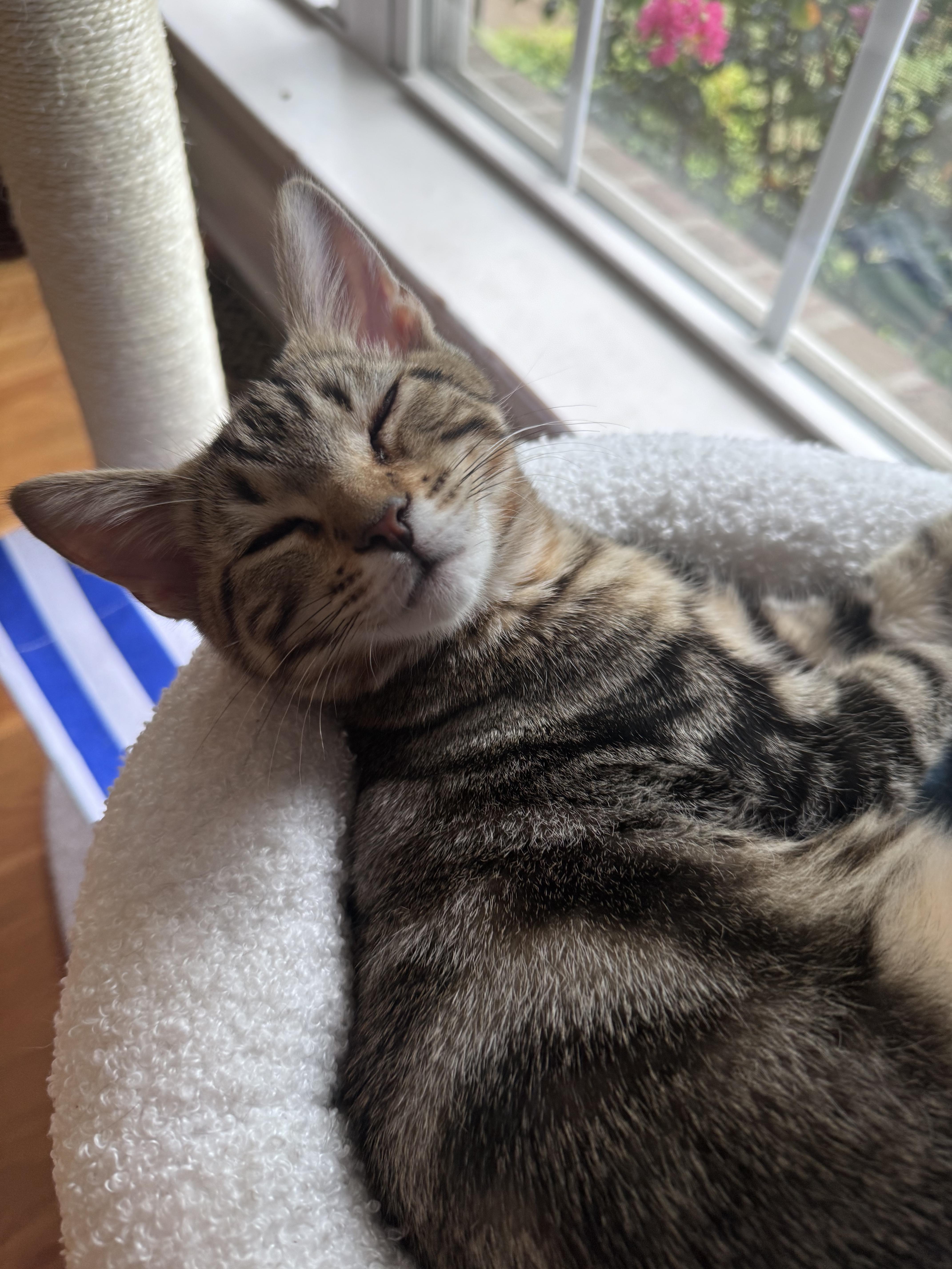 Enlarge Rhysand...visit me at the Catfeine Cat Cafe, a Adopted Domestic Short Hair in Murfreesboro, TN image 2/5