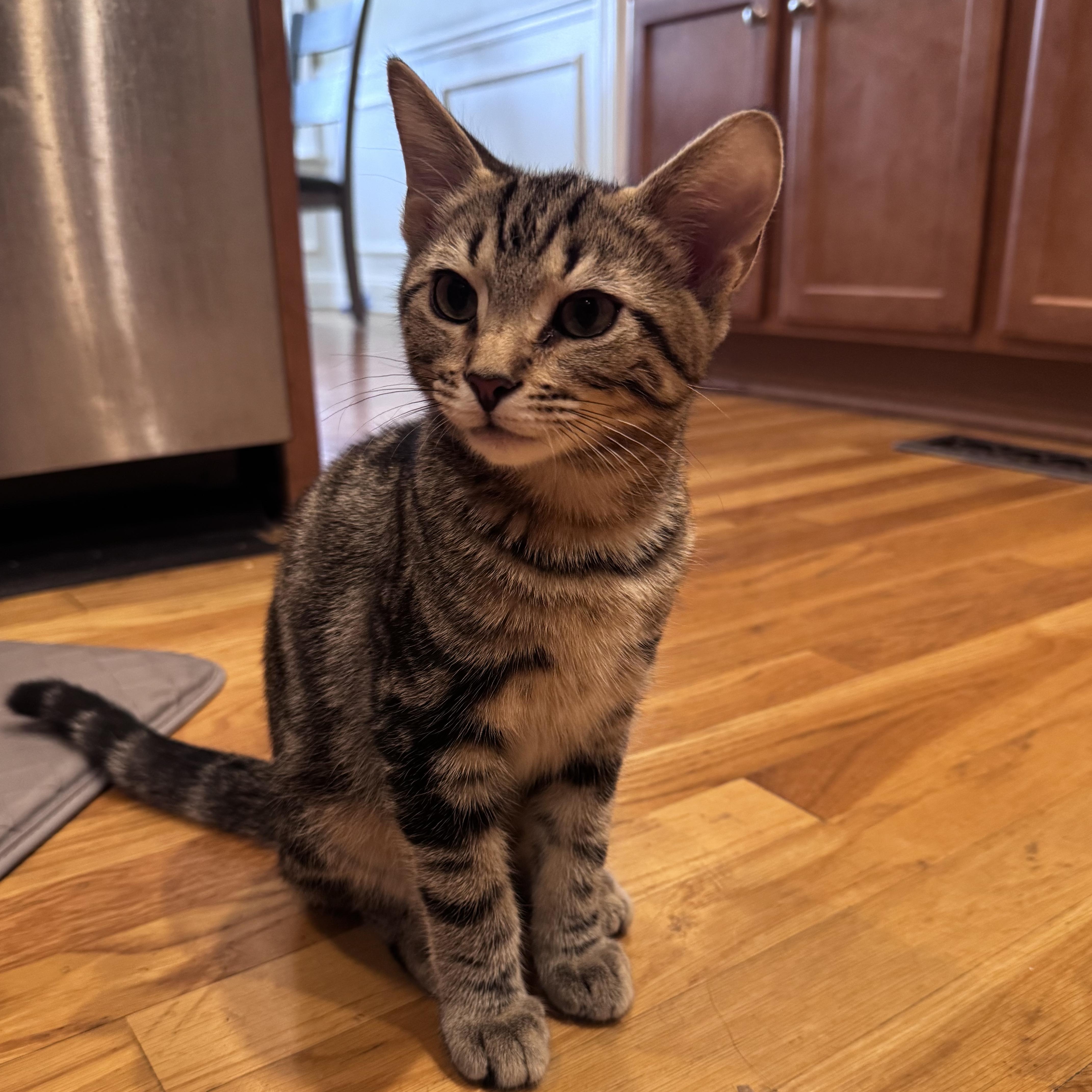 Enlarge Rhysand...visit me at the Catfeine Cat Cafe, a Adopted Domestic Short Hair in Murfreesboro, TN image 3/5