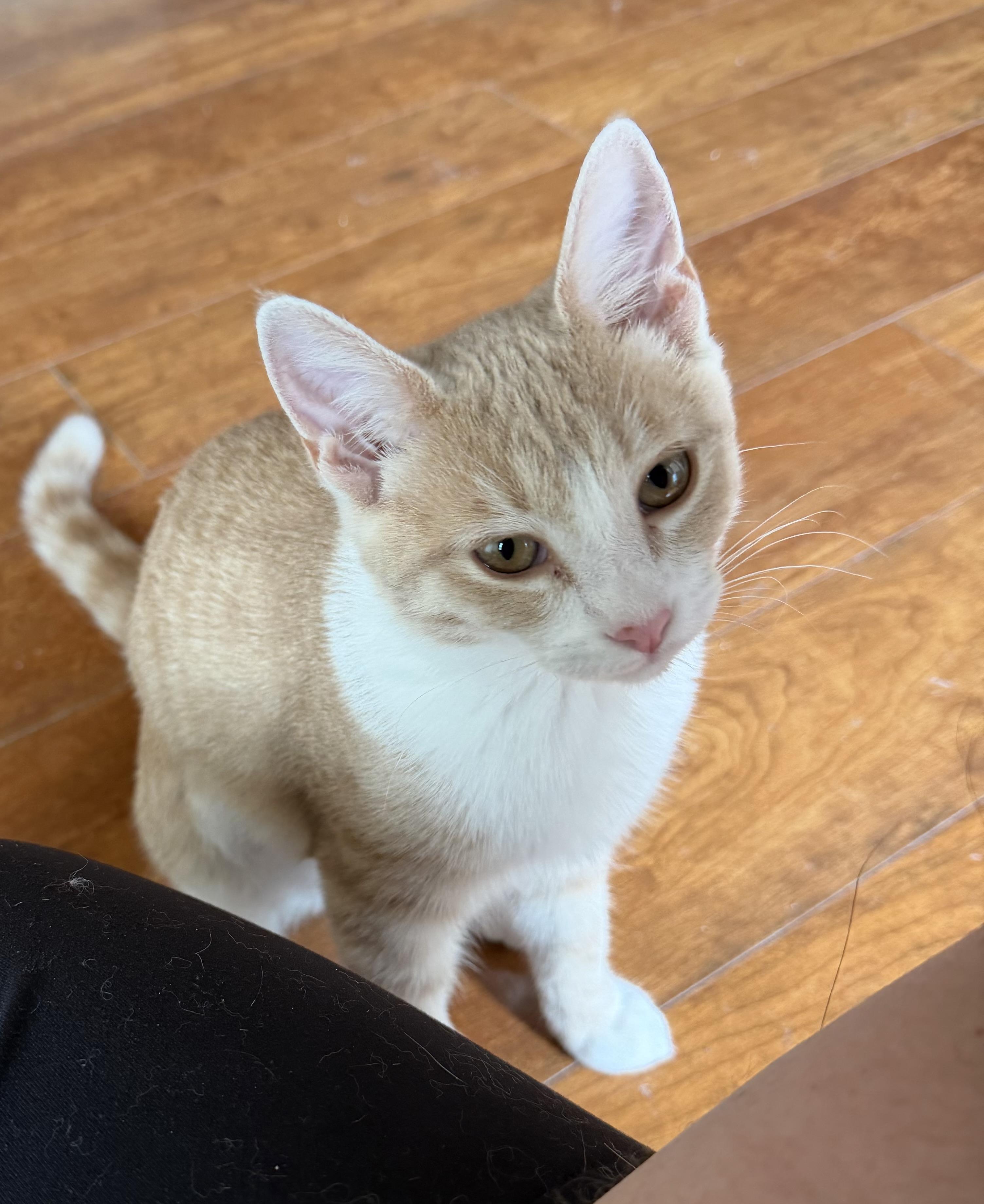 Buffy, adopted, Kitten Female Domestic Short Hair.