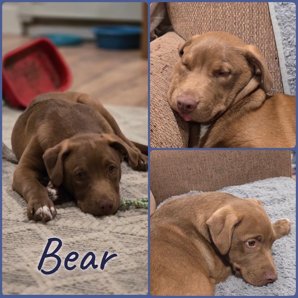 Bear, a Adoptable mixed breed image 1/2