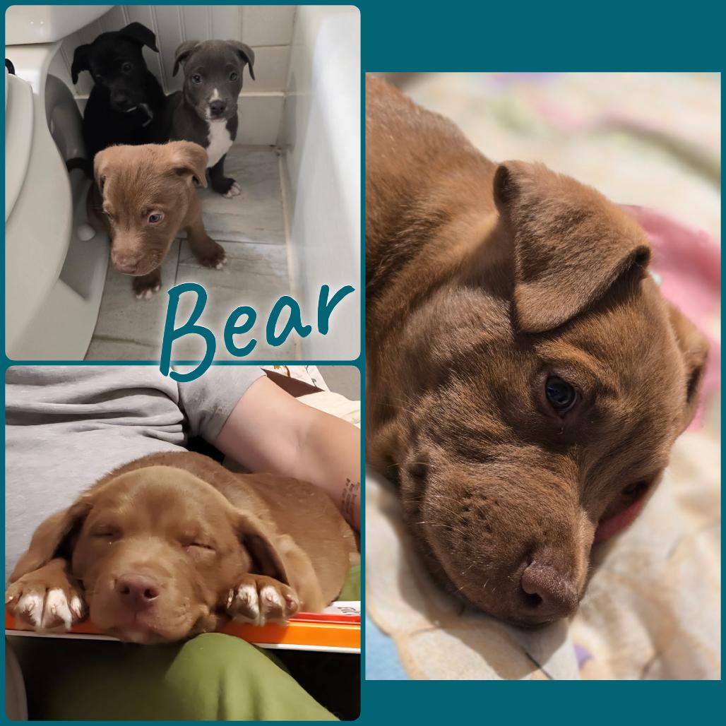 Bear, a Adoptable mixed breed image 2/2