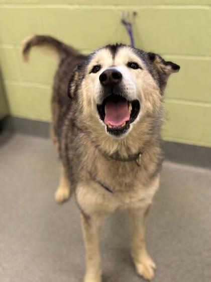 Lettie, Adoptable, Senior Female Siberian Husky & Alaskan Malamute.
