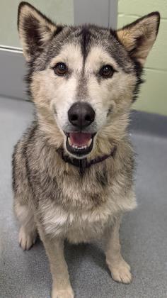 Enlarge Lettie, a Adoptable mixed breed in Longview, TX image 2/3