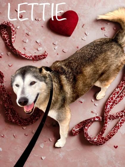 Enlarge Lettie, a Adoptable mixed breed in Longview, TX image 3/3