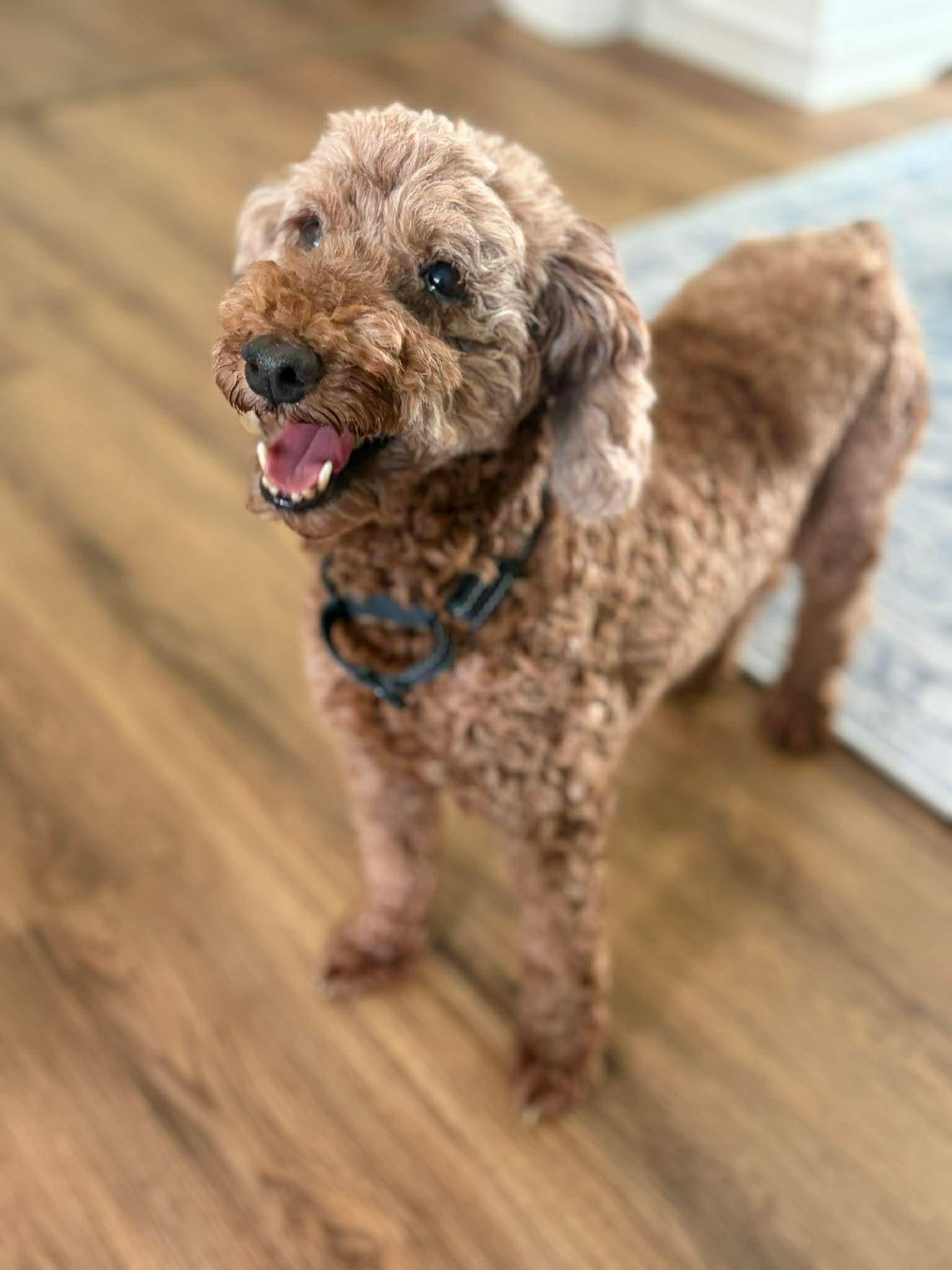 Apricot, an adopted Miniature Poodle in Brunswick, ME image 3/5
