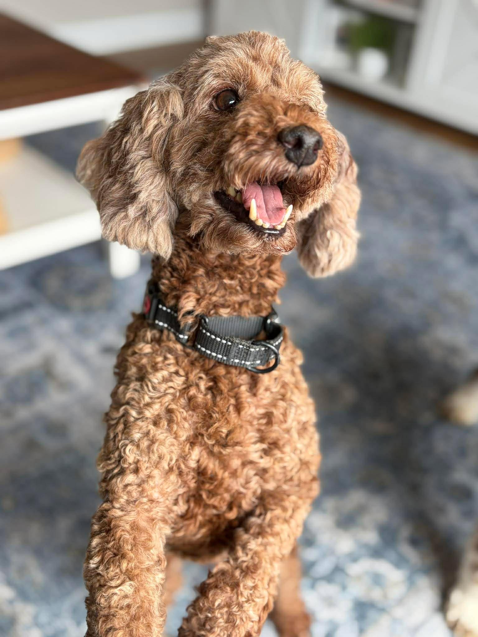 Apricot, adopted, Adult Female Miniature Poodle.