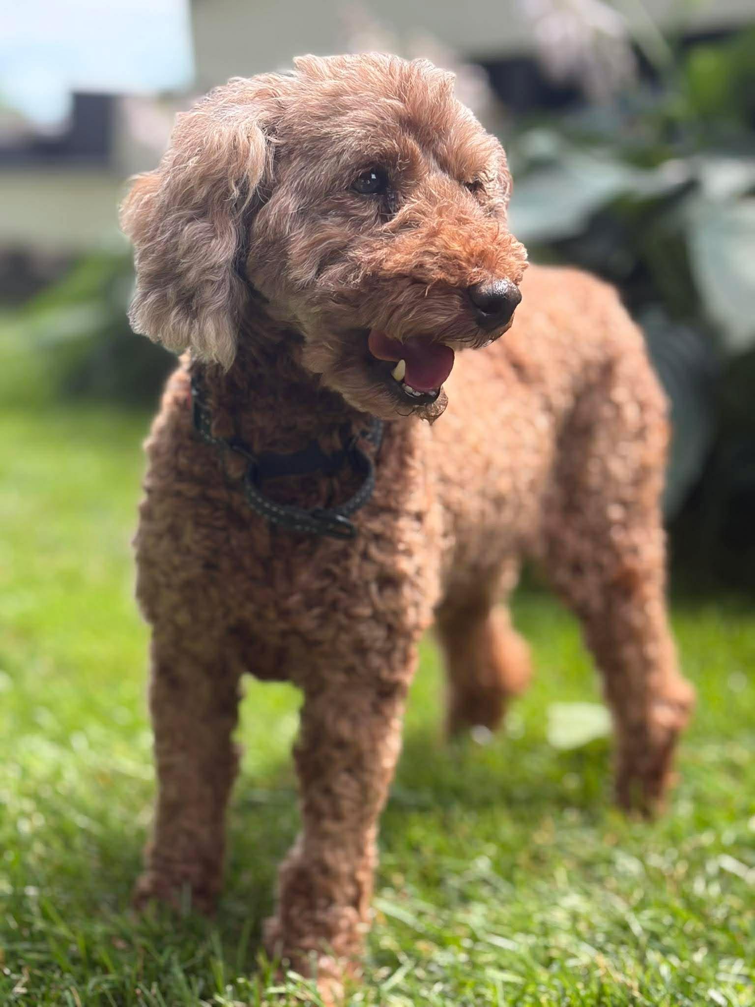 Apricot, an adopted Miniature Poodle in Brunswick, ME image 4/5