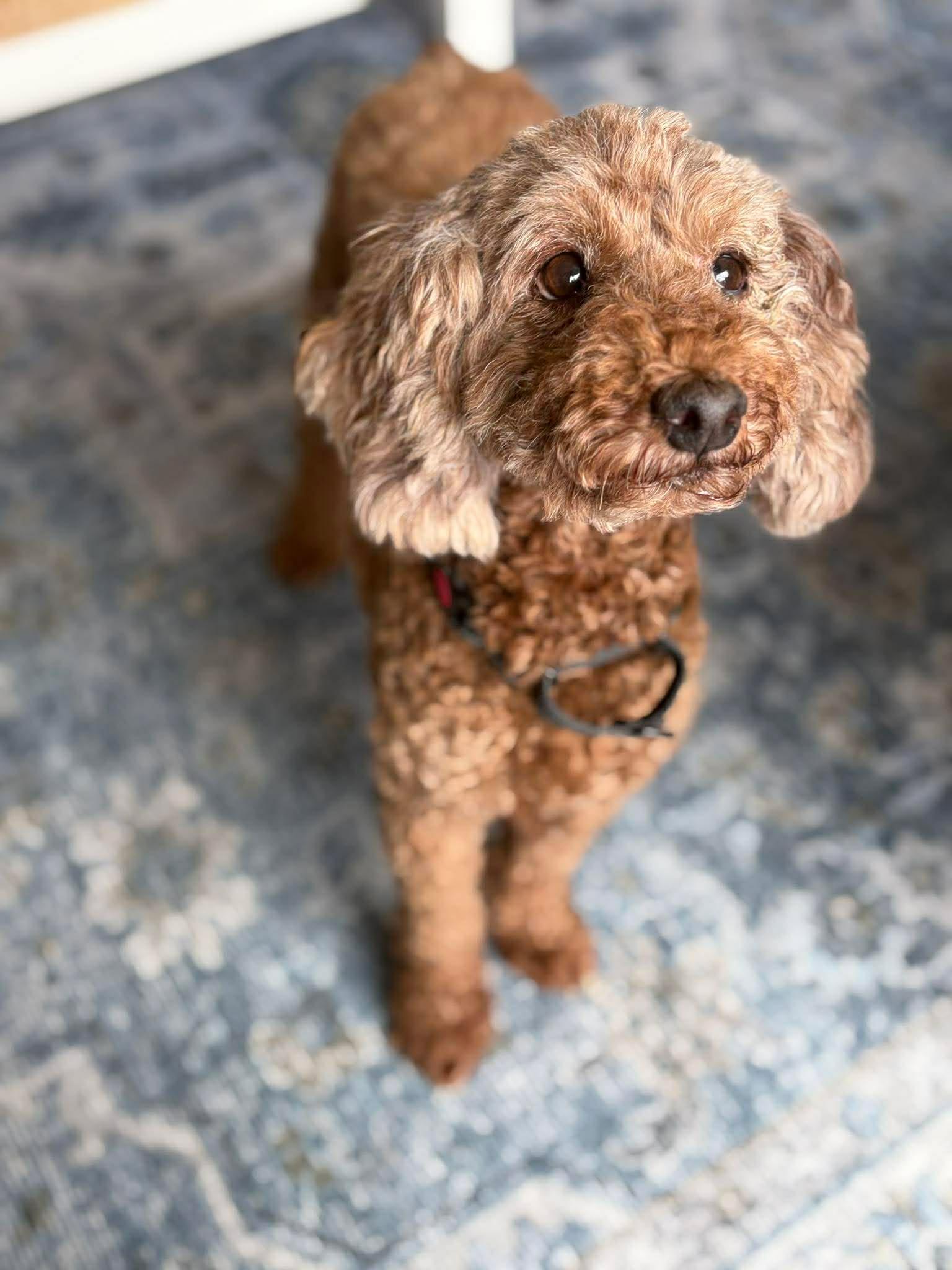 Apricot, an adopted Miniature Poodle in Brunswick, ME image 2/5