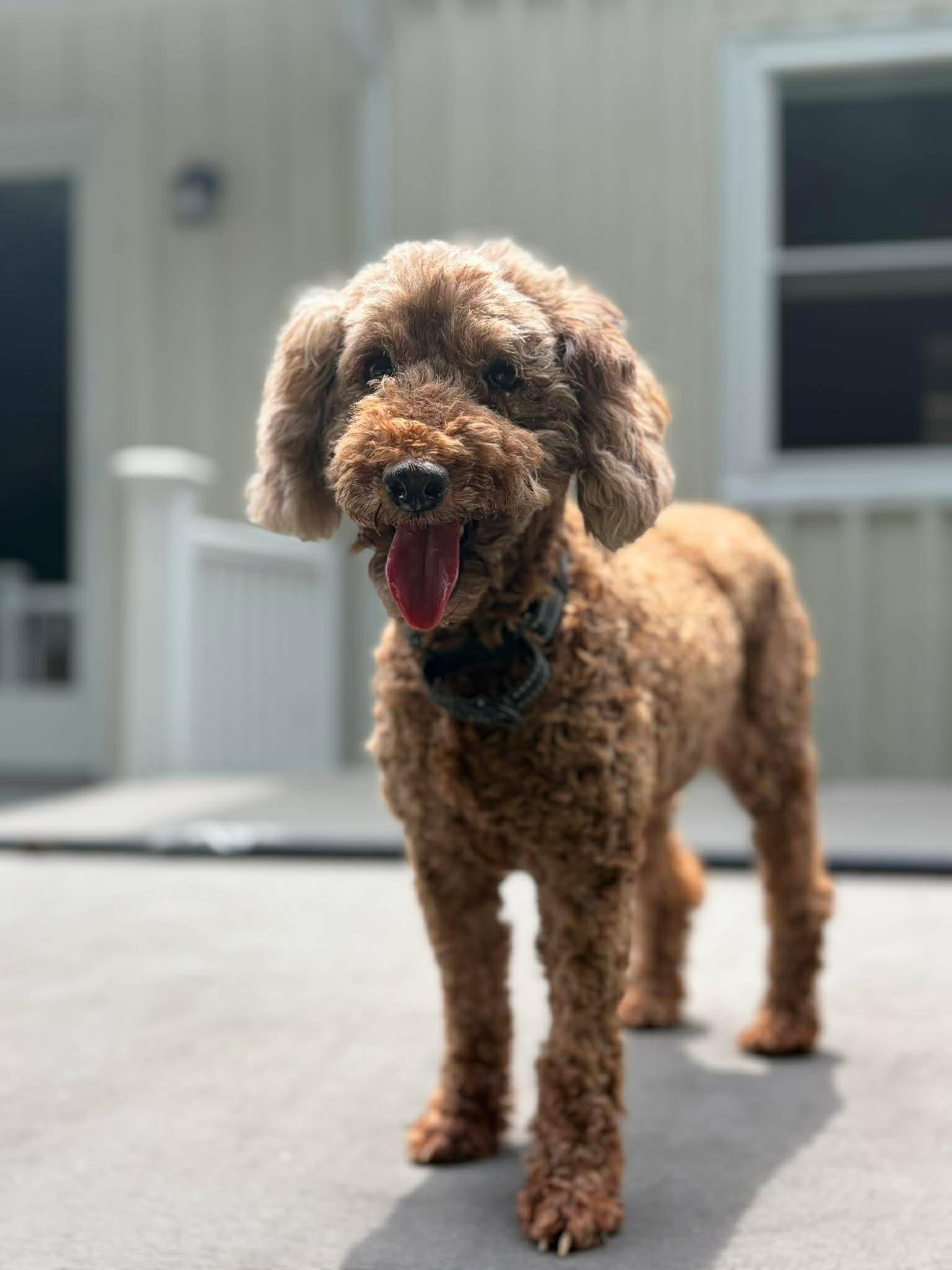 Apricot, an adopted Miniature Poodle in Brunswick, ME image 5/5