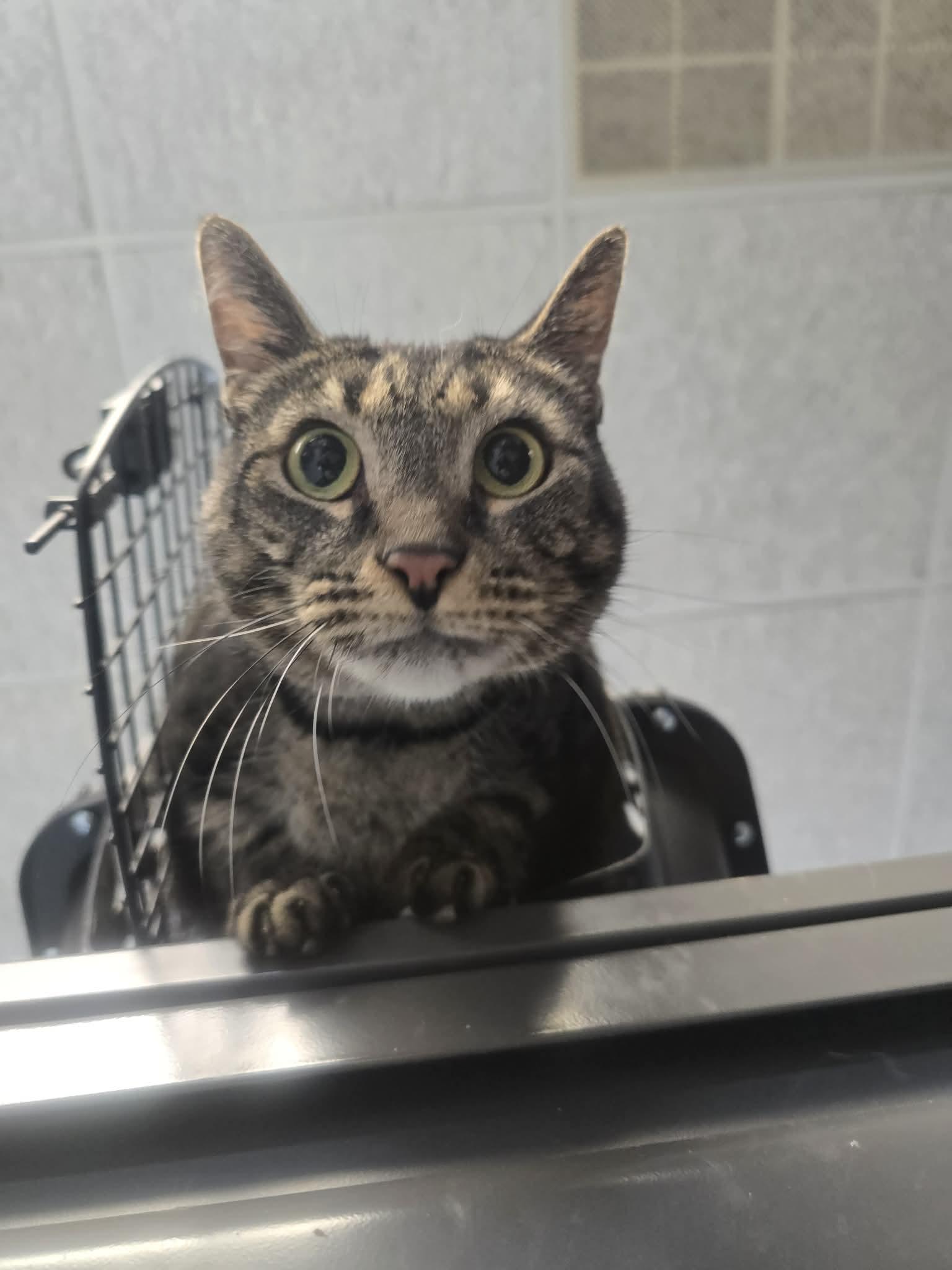 Lita Ford, ADOPTABLE, Adult Female Domestic Short Hair.