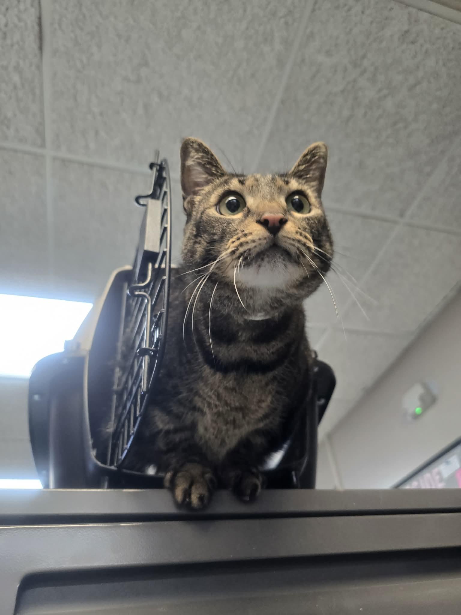 Lita Ford, a ADOPTABLE Domestic Short Hair in Rock Falls, IL image 2/4