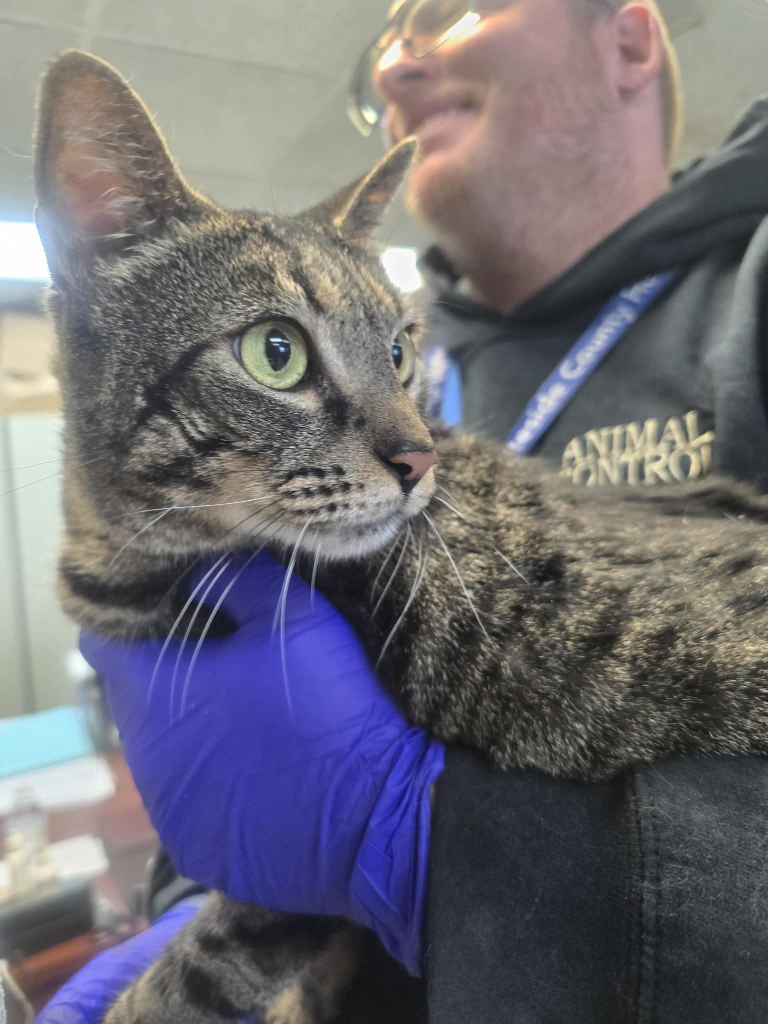 Lita Ford, a ADOPTABLE Domestic Short Hair in Rock Falls, IL image 3/4