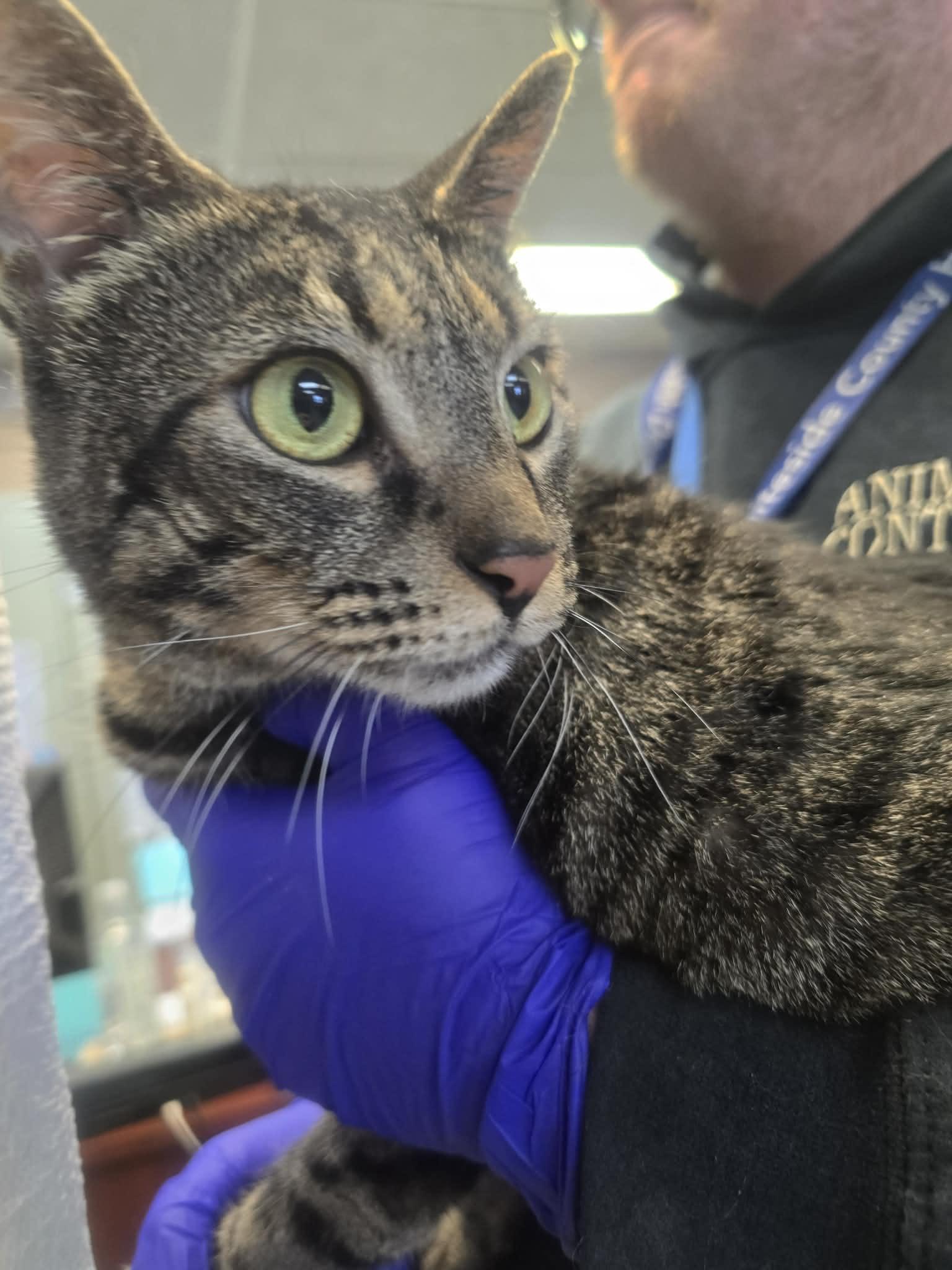 Lita Ford, a ADOPTABLE Domestic Short Hair in Rock Falls, IL image 4/4