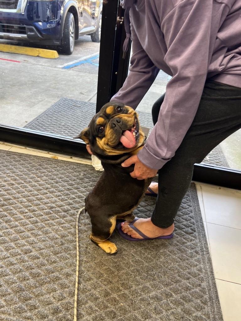 Enlarge Brewster, an adopted mixed breed in Lauderhill, FL image 2/2